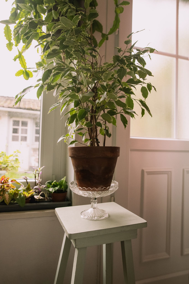 Compotier, présentoir en verre ✨