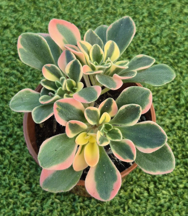 Aichryson x aizoides 'variegata'