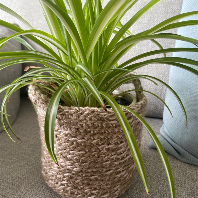 Plant cosy -jute and cotton mix