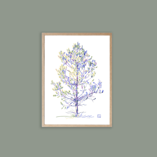 Petit encadré - Pin Sylvestre