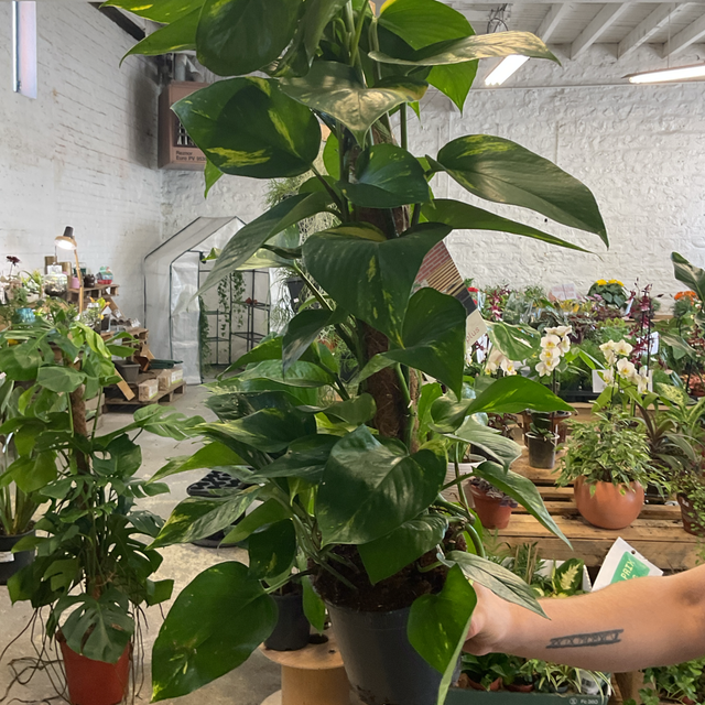 Epipremnum Mosstok