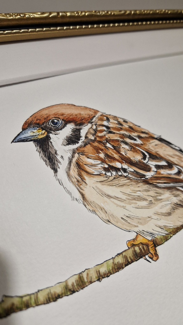 Original Sparrow Illustration - Tree Sparrow made with ink and watercolour