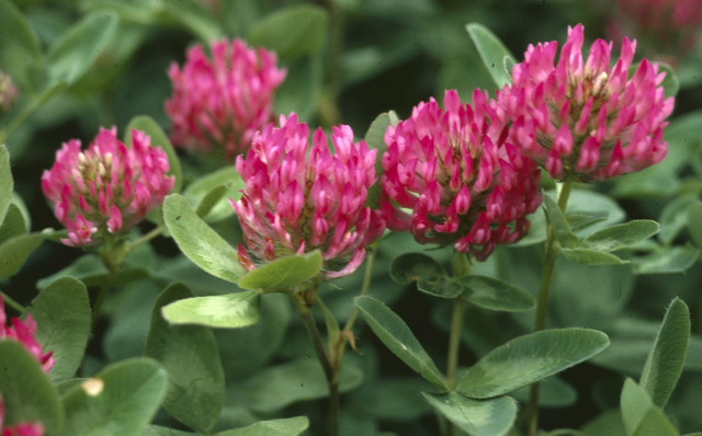 Trèfle des prés (Trifolium pratense)