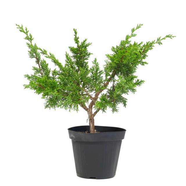 J.01 . Juniperus chinensis kishu prebonsai clt.2