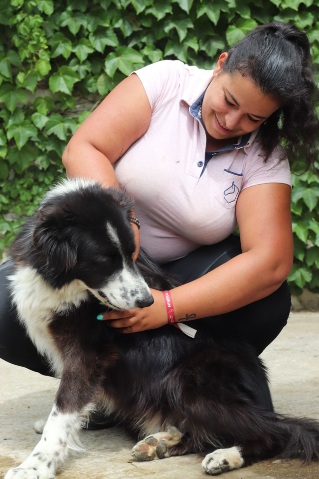 Massage découverte canin