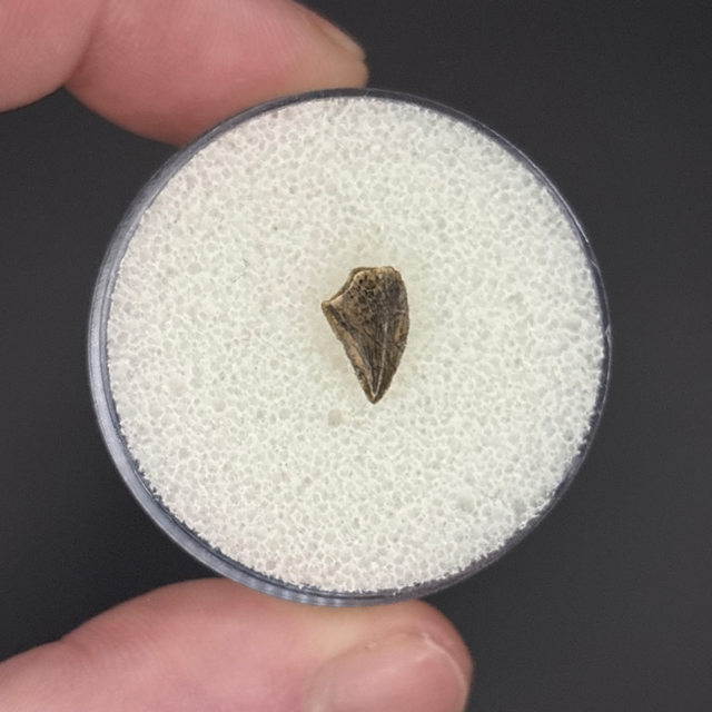 Deltadromeus Tooth