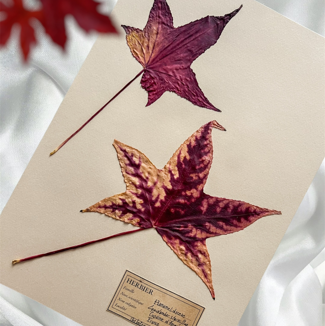 Herbier A4 - Liquidambar V2
