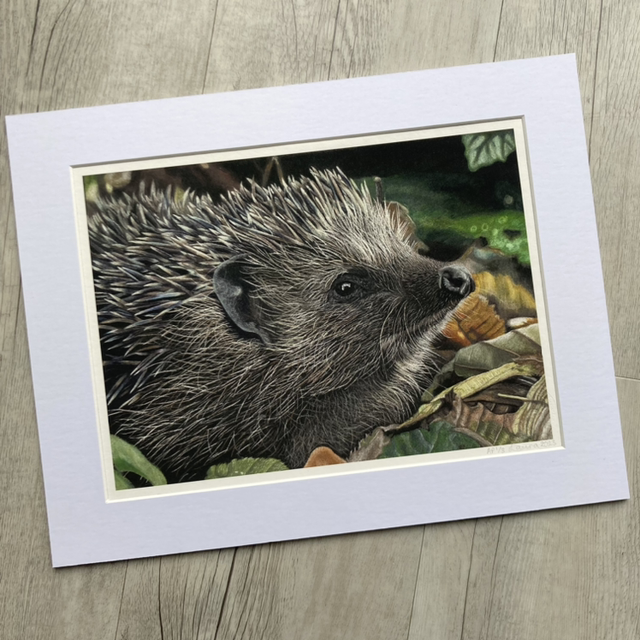 Hedgehog Fine Art Print