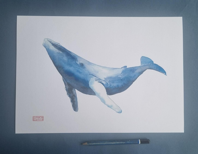 Baleine Phare à partir de 4€