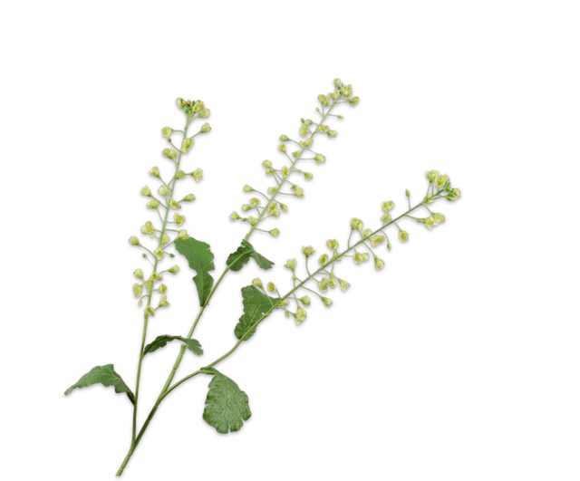 Silk-Ka Primula Tak Groen 