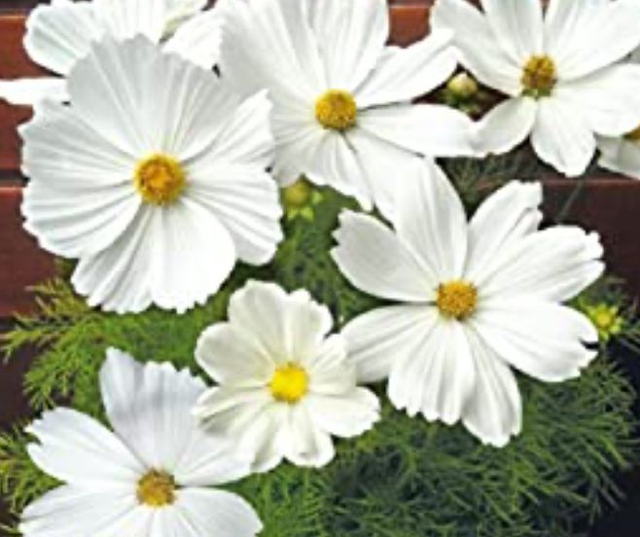 Cosmos Casanova White