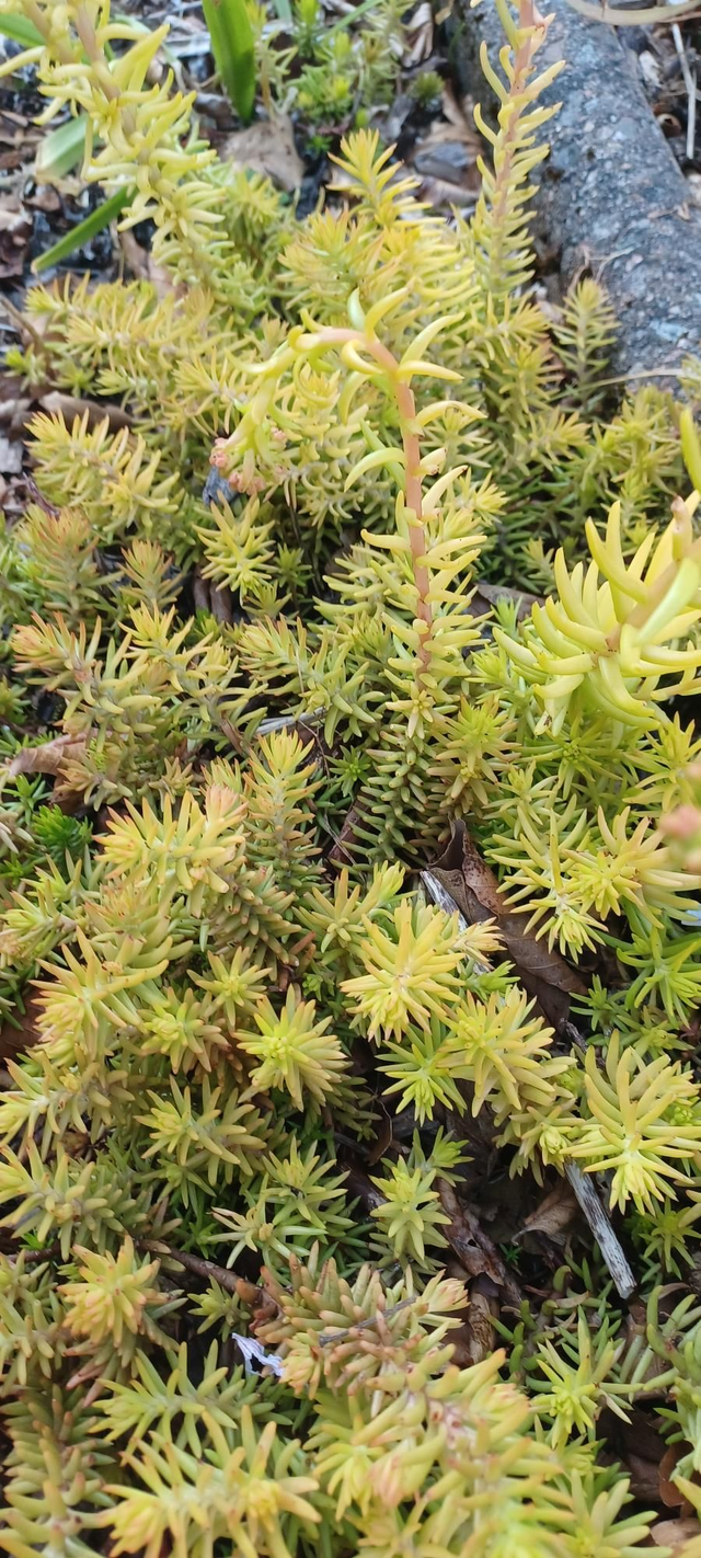 Sedum reflexum aurium