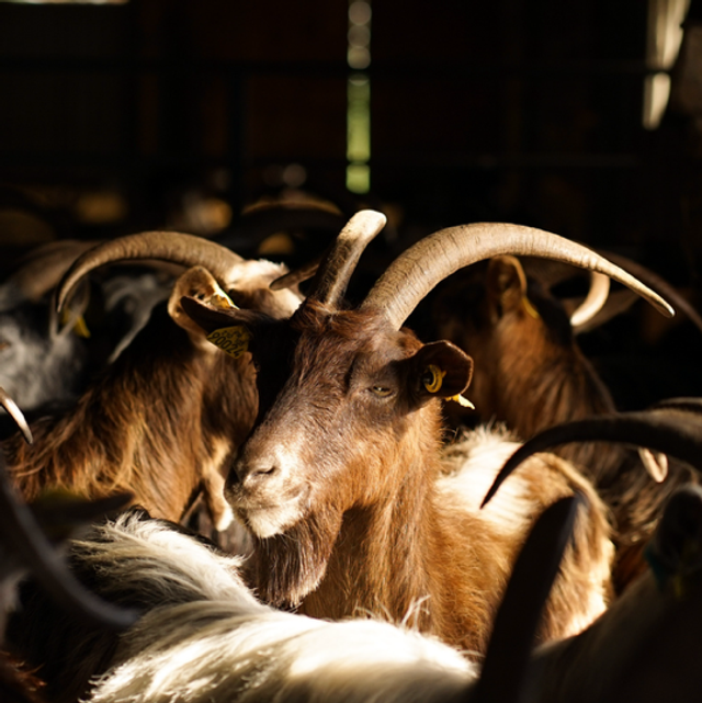Fromage chèvre ( Jean baptiste Colonna )