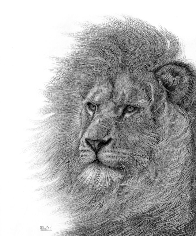 'Wind In His Mane.'  Original framed graphite pencil drawing.