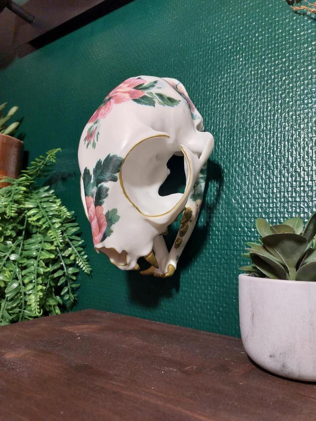 Grand crâne de chat vintage