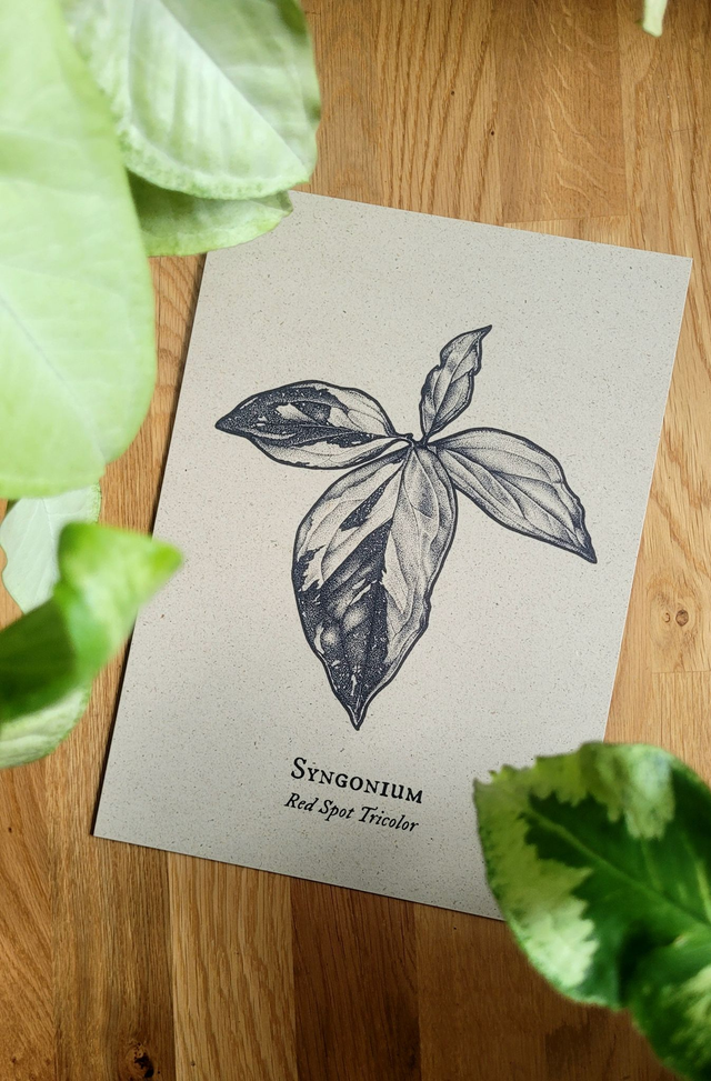 Syngonium Red Spot Tricolor