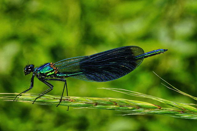 Demoiselle 2