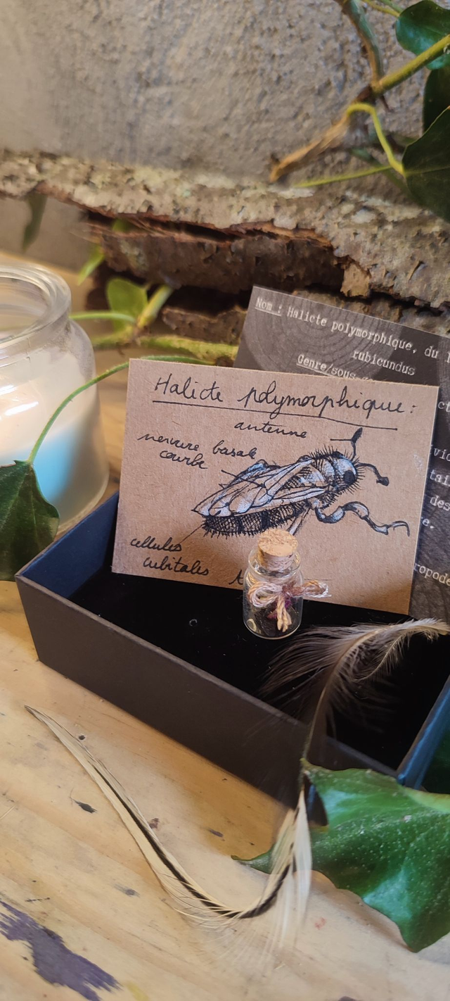 Mini Kits surprises découverte Entomology ou Osteologie