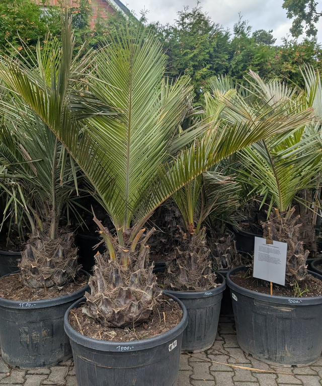 Jubaea chilensis Chilenische Honigpalme