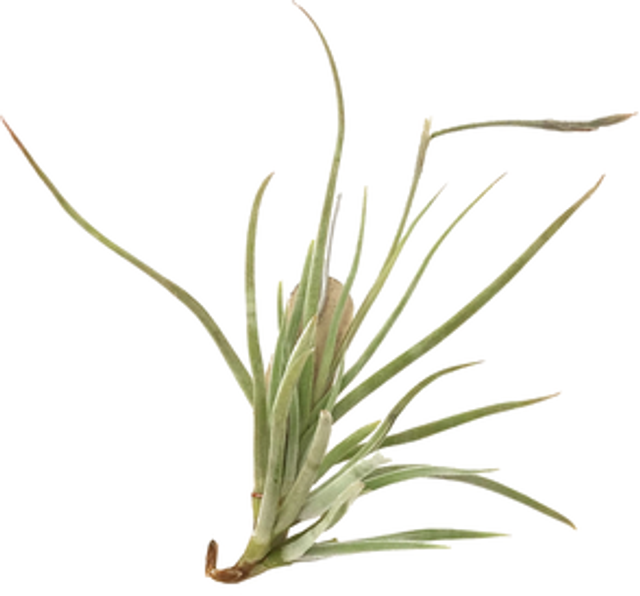Tillandsia caliginosa