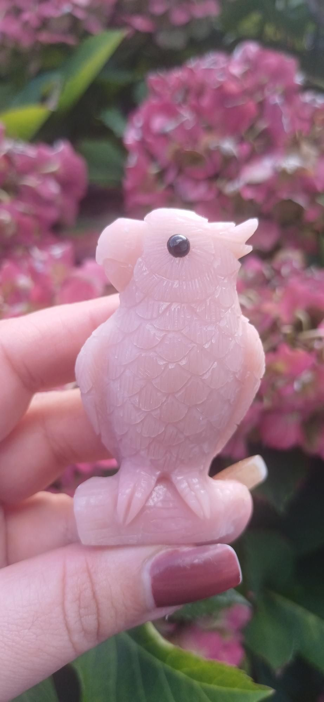 Pink Opal Parrot 