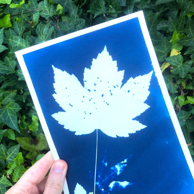 12- 13/06/26 Intro to Cyanotype : Print in Nature with Sunlight 