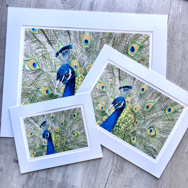 Peacock Limited Edition Fine Art Print