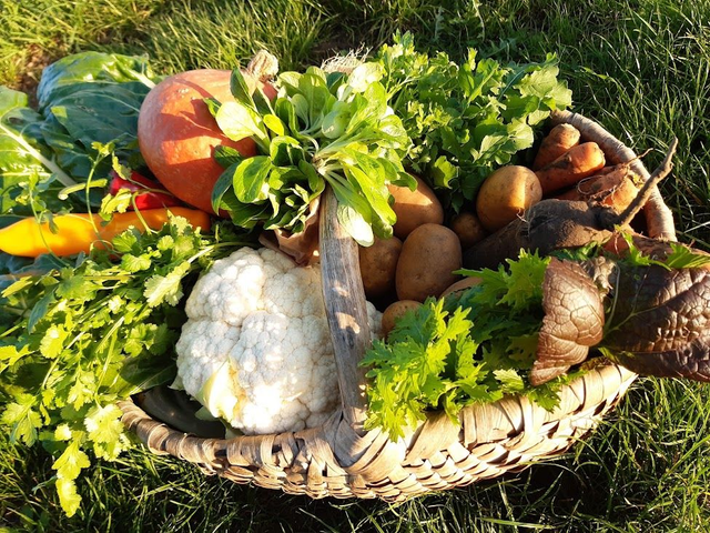 Demi-panier de légumes bio