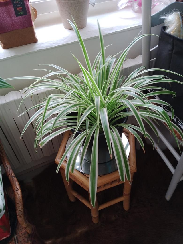 Boutures de chlorophytum plante araignée