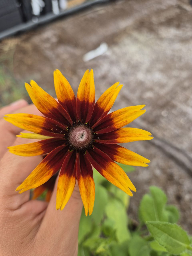 Rudbeckia Chocolat orange
