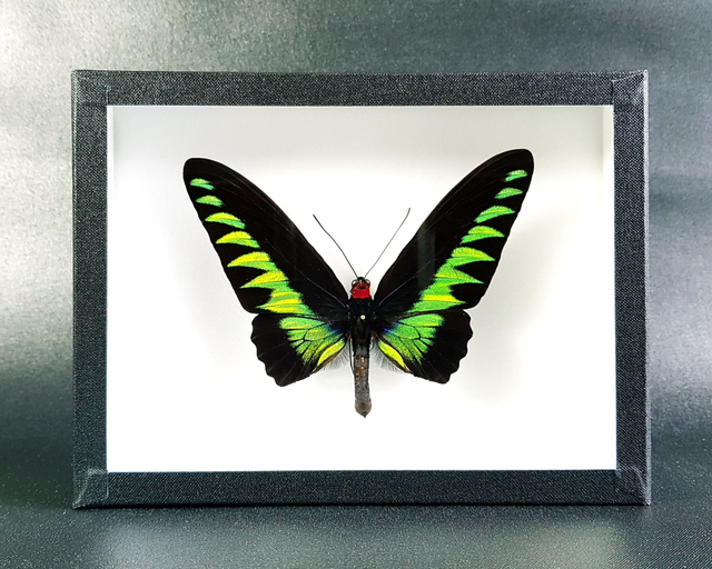 Trogonoptera brookiana ssp.