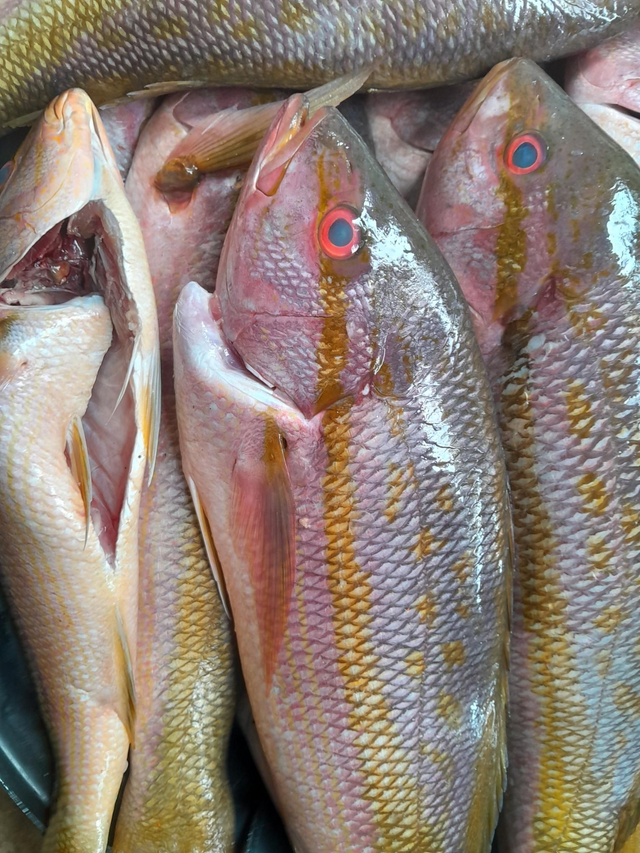 Sardes queues jaunes 