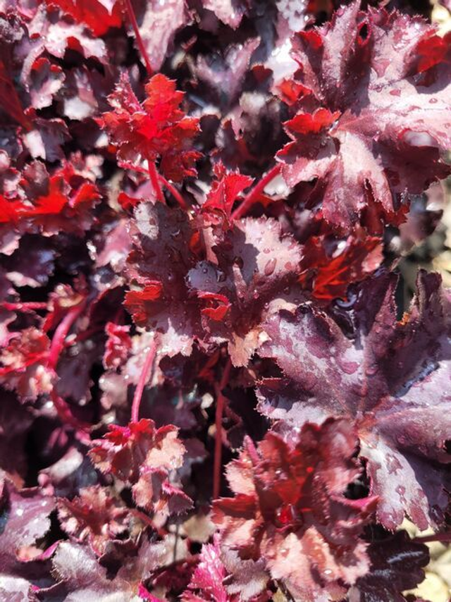 Heuchera &#039;Blackberry Crisp&#039; 12cm 