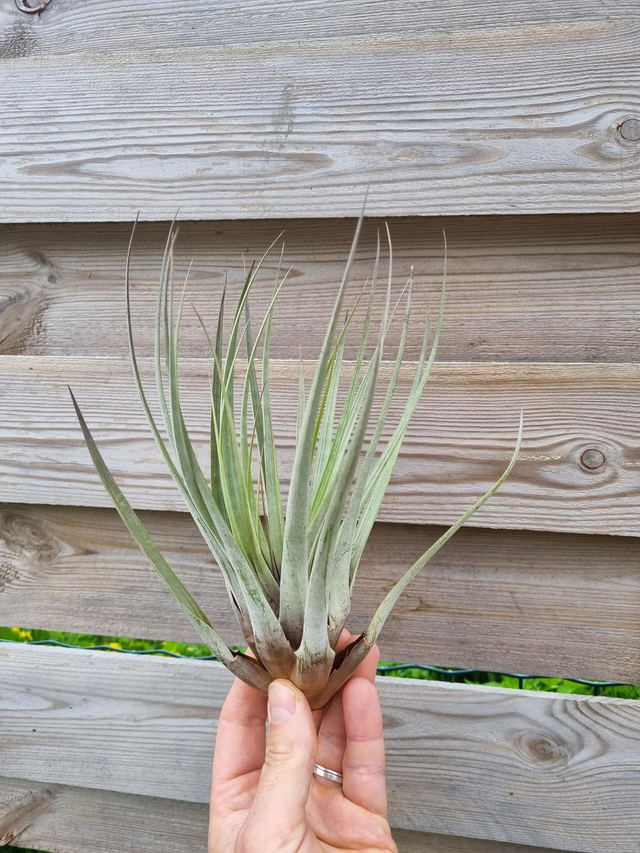 Tillandsia fasciculata L
