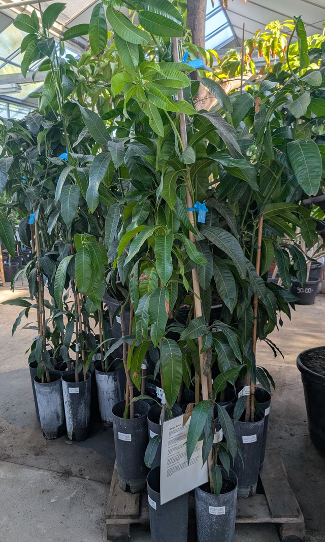 Mango Baum