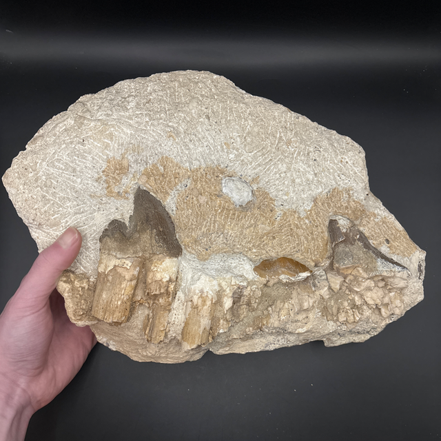 Basilosaurus Teeth Block