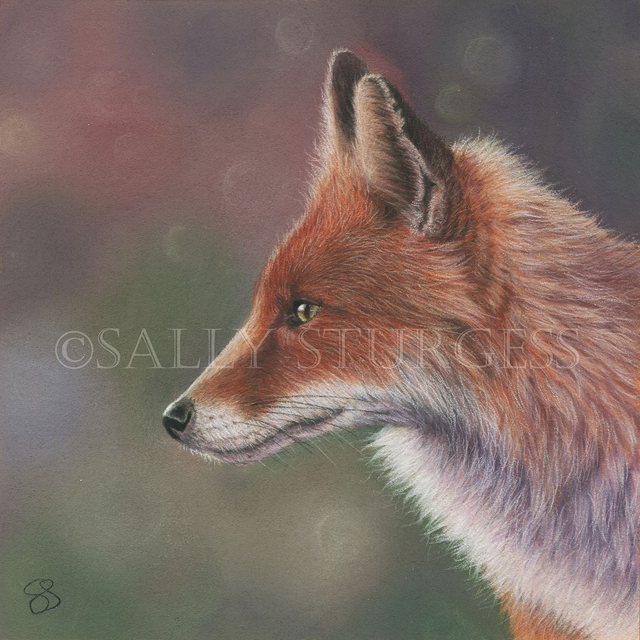 "Red Fox" 6x6" Original Pastel Painting Artwork