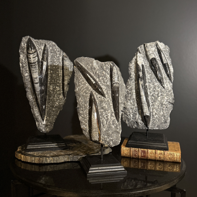 Orthocéras sur socle 003