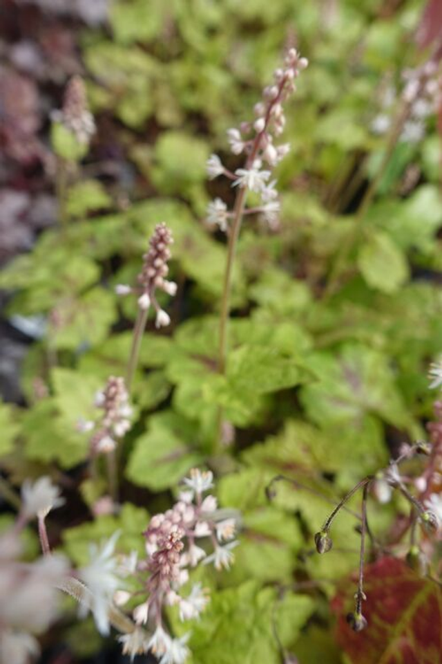 Tiarella &#039;Sunset Ridge&#039; 1.5 litre
