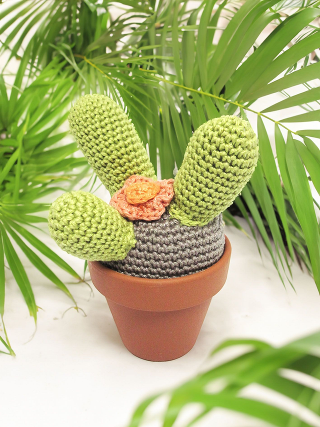 Cactus avec son pot en terre  