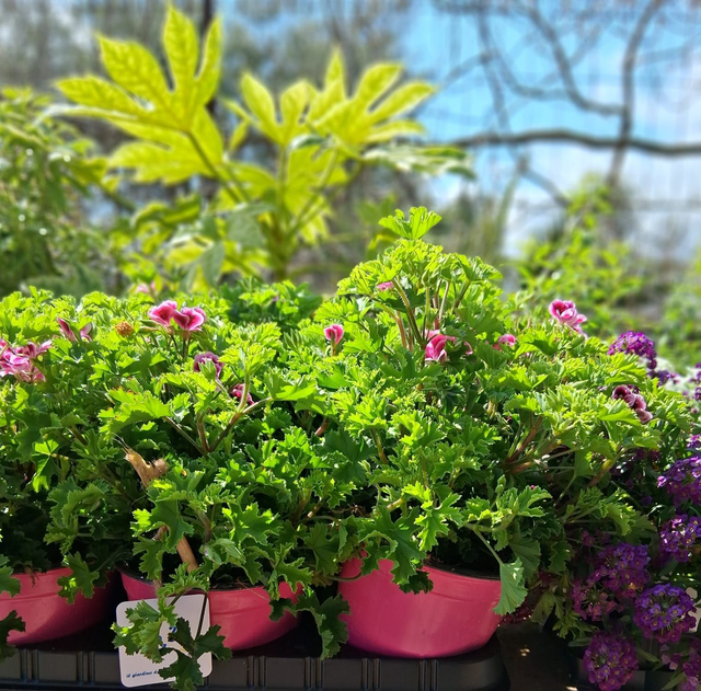 P18 . Geranio macrantino in vaso 14