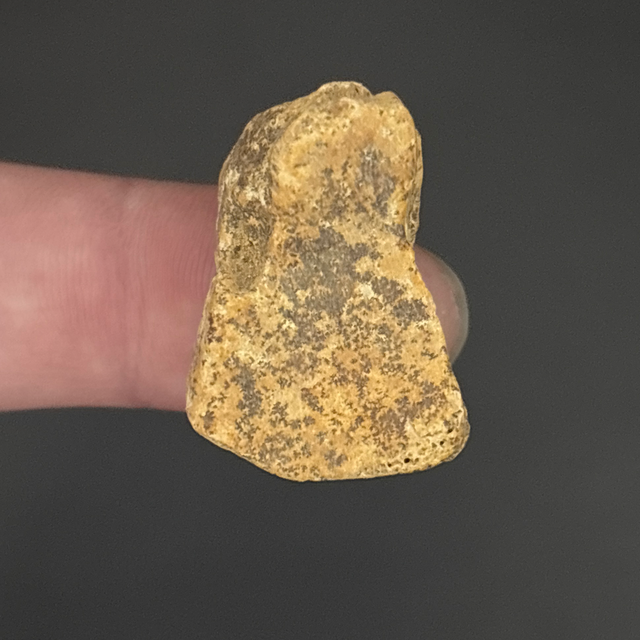 Cave Bear Bone Fragment 