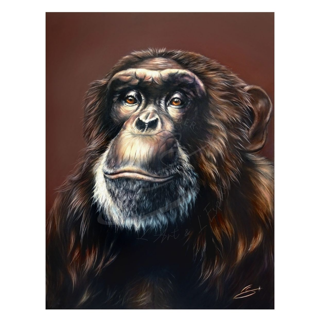 Chimpanzé &quot;Sapience&quot;