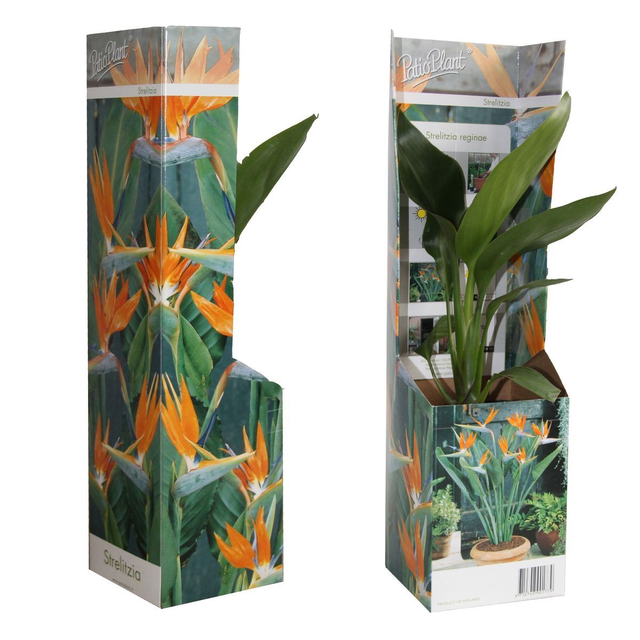 A31 . Strelitzia reginae