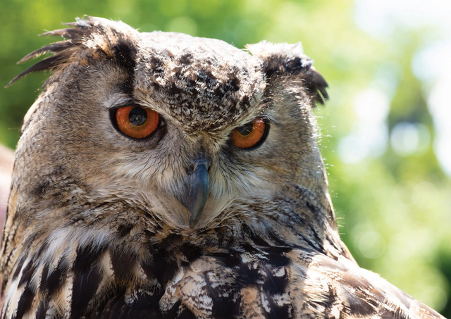 Eagle Owl