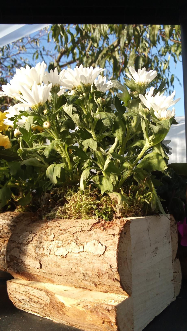 Pot bois chrysanthème 10,5