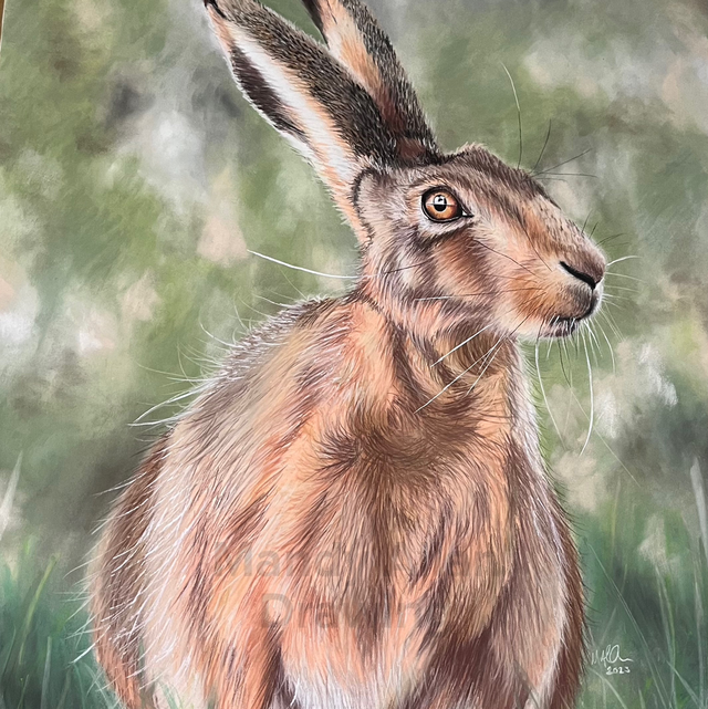 "Brown Hare- Watching" Original Hare Drawing