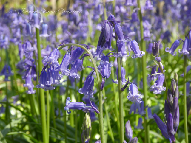 Photographic Open Edition Canvas Panel Print, from my "Bluebell" collection, "Bella Bells"