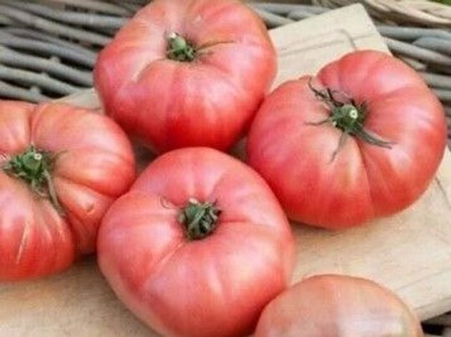 Tomate Rose de Berne AB - Solanum lycopersicum