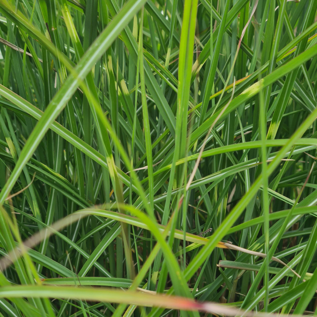 Miscanthus Sinensis Strictus Dwarf - 1ltr pot
